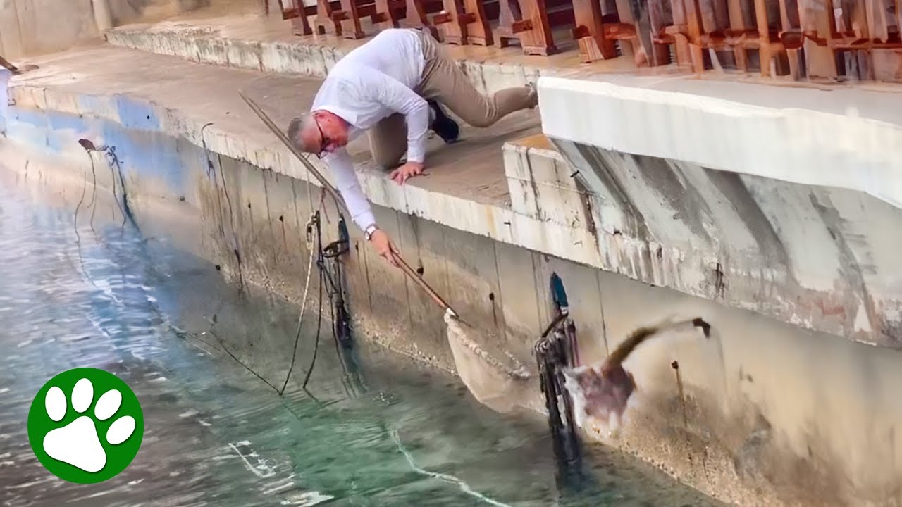 Persistent Man Rescues Cat With Fishing Net