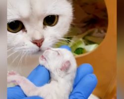 Kitten Born Dead Brought Back To Life