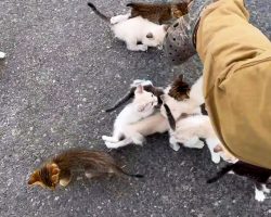 Man is ambushed by 13 homeless kittens