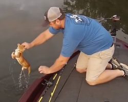 Fisherman catches homeless kittens