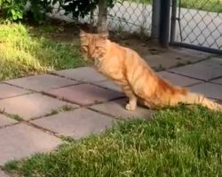Paralyzed cat makes most incredible recovery
