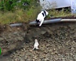 Mama cat takes brave leap to save kitten