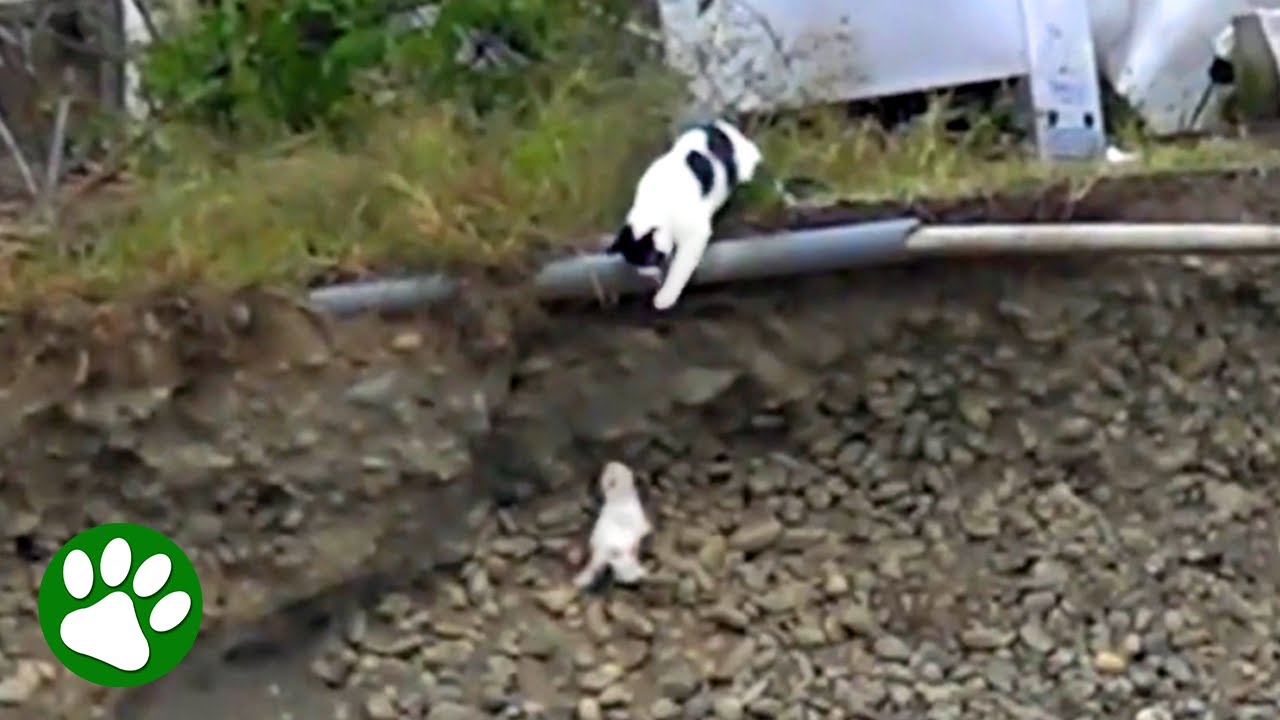 Mama cat takes brave leap to save kitten