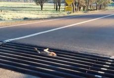 Man finds helpless animal stuck in the way – jumps out of car and acts immediately
