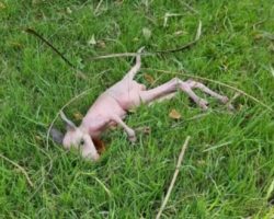 Construction worker stops work to rescue frail pink baby in backyard