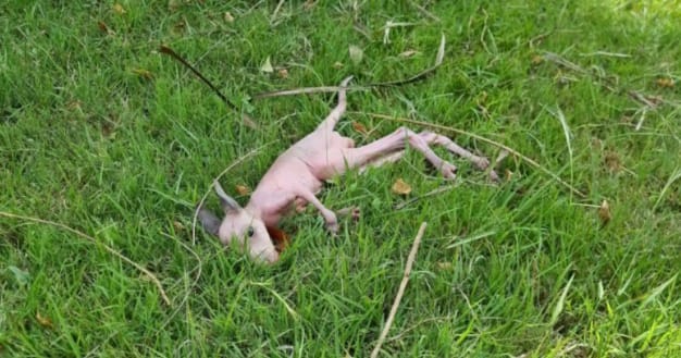 Construction worker stops work to rescue frail pink baby in backyard