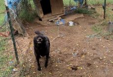 Senior dog spent a decade tied up outside in dirt pen — after finally being rescued, his life has completely turned around