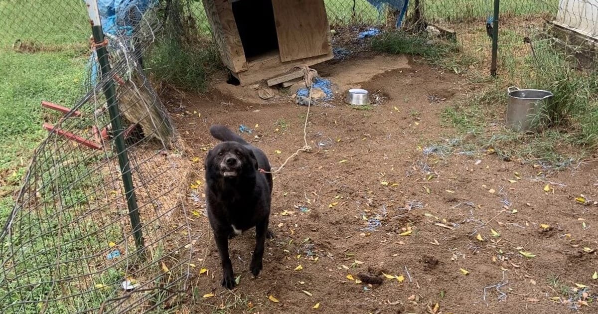 Senior dog spent a decade tied up outside in dirt pen — after finally being rescued, his life has completely turned around