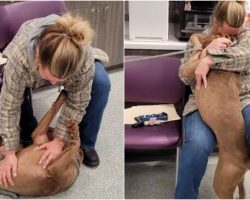 Lonely Shelter Dog ‘Whipped’ His Head Around When Woman Calls Him By His ‘Real Name’