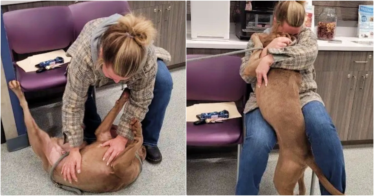 Lonely Shelter Dog ‘Whipped’ His Head Around When Woman Calls Him By His ‘Real Name’