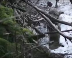 They see wolf frozen in water – look closer at his fur and realize something is very wrong