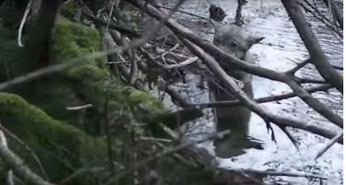 They see wolf frozen in water – look closer at his fur and realize something is very wrong