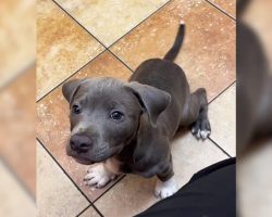 Dog Left Alone at Clinic for Three Days After Owner’s Heartless Decision