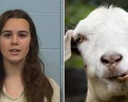 Local Cheerleader Accused of Poisoning Rival’s Show Goat Is Barred From Caring For Her Pets On Her Own