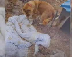 New Mom Dog Pleads with Owner to Remove Her Chains So She Can Feed Her Babies