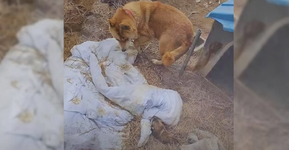 New Mom Dog Pleads with Owner to Remove Her Chains So She Can Feed Her Babies