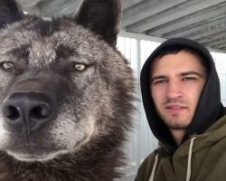 Man Lives With World’s Largest Wolf And Treats Him Like A Puppy