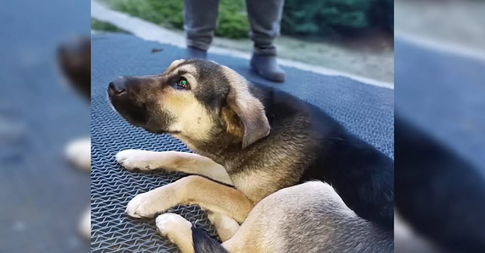 Pup Abandoned Outside a Bank Pleads with Clerk to Wait for Her Owner’s Return