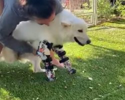 Owner Emotional When The Dog With No Front Legs Takes Off Running With Her 1st Pair Of Prosthetics