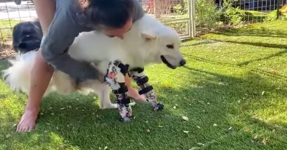 Owner Emotional When The Dog With No Front Legs Takes Off Running With Her 1st Pair Of Prosthetics