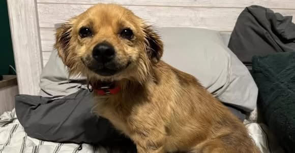 Tiny Dog Can’t Stop Smiling At Everybody After Being Rescued