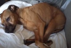 Man Visiting Local State Asks Community For Help Finding His Lost Dog