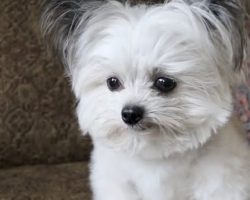 Tiny Dog Has Priceless Reaction When He Realizes He Is Getting Second Treat
