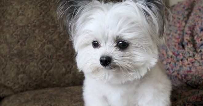 Tiny Dog Has Priceless Reaction When He Realizes He Is Getting Second Treat