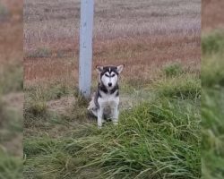 Dog Dumped by the Road Waits for His Owner’s Return, Watching Every Passing Car