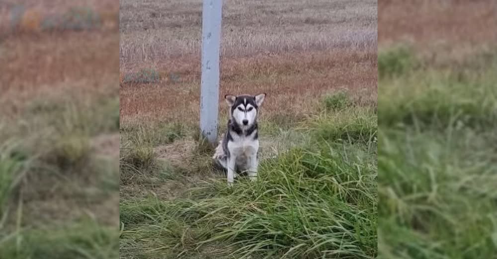 Dog Dumped by the Road Waits for His Owner’s Return, Watching Every Passing Car