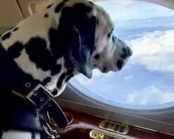 Airlines That Will Allow Dogs and Cats in The Cabin