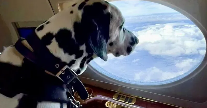 Airlines That Will Allow Dogs and Cats in The Cabin