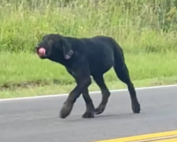 Puppy Abandoned On Country Road Waited Days For Family To Come Back For Him