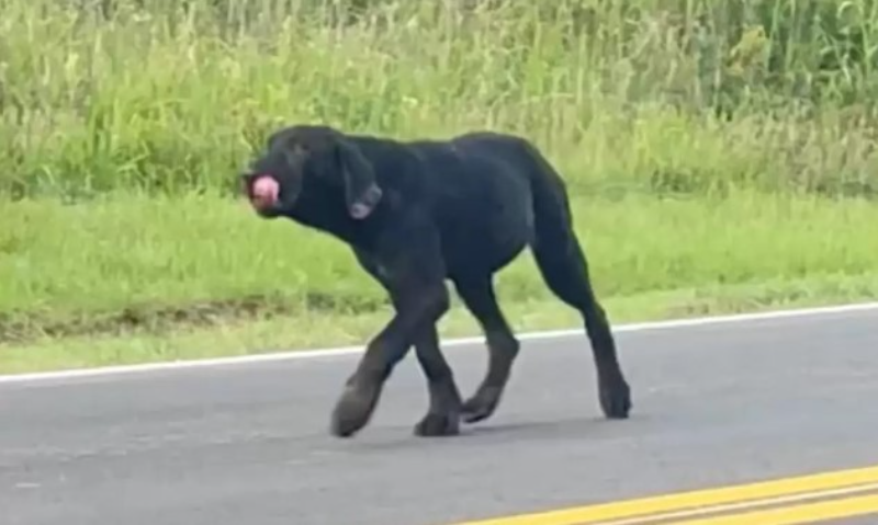 Puppy Abandoned On Country Road Waited Days For Family To Come Back For Him