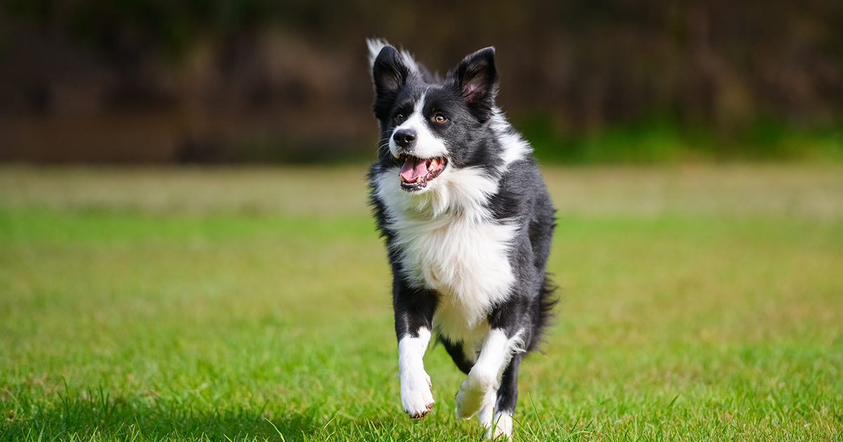 Missing sheepdog returns with a heartwarming surprise