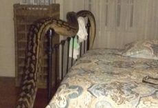 Woman wakes to 5m python beside her bed