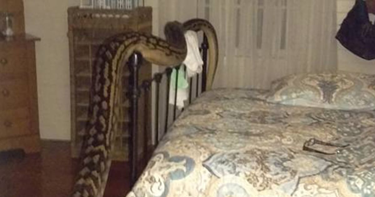 Woman wakes to 5m python beside her bed