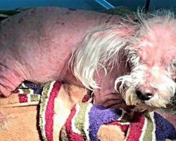 Malnourished, bald dog brought into vaccination clinic doesn’t even look like a dog