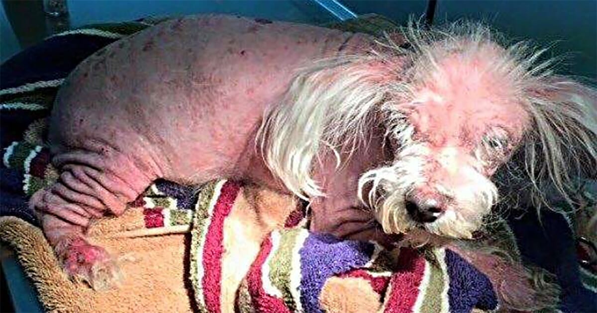 Malnourished, bald dog brought into vaccination clinic doesn’t even look like a dog