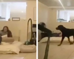 Woman’s Game Of Hide-And-Seek With Dog Doesn’t Go As Planned
