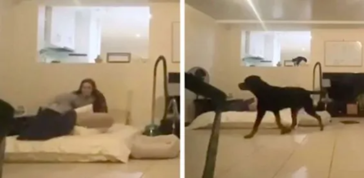 Woman’s Game Of Hide-And-Seek With Dog Doesn’t Go As Planned