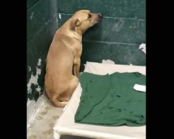 Sweet dog dumped at shelter because he eats garbage – is so scared he just stares at the wall