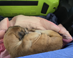 Dog Rescued and Rushed to Vet After Owner Left Him Outside in Freezing Conditions