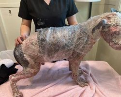 Abandoned, injured, & alone: The heartbreaking rescue of Sinclair