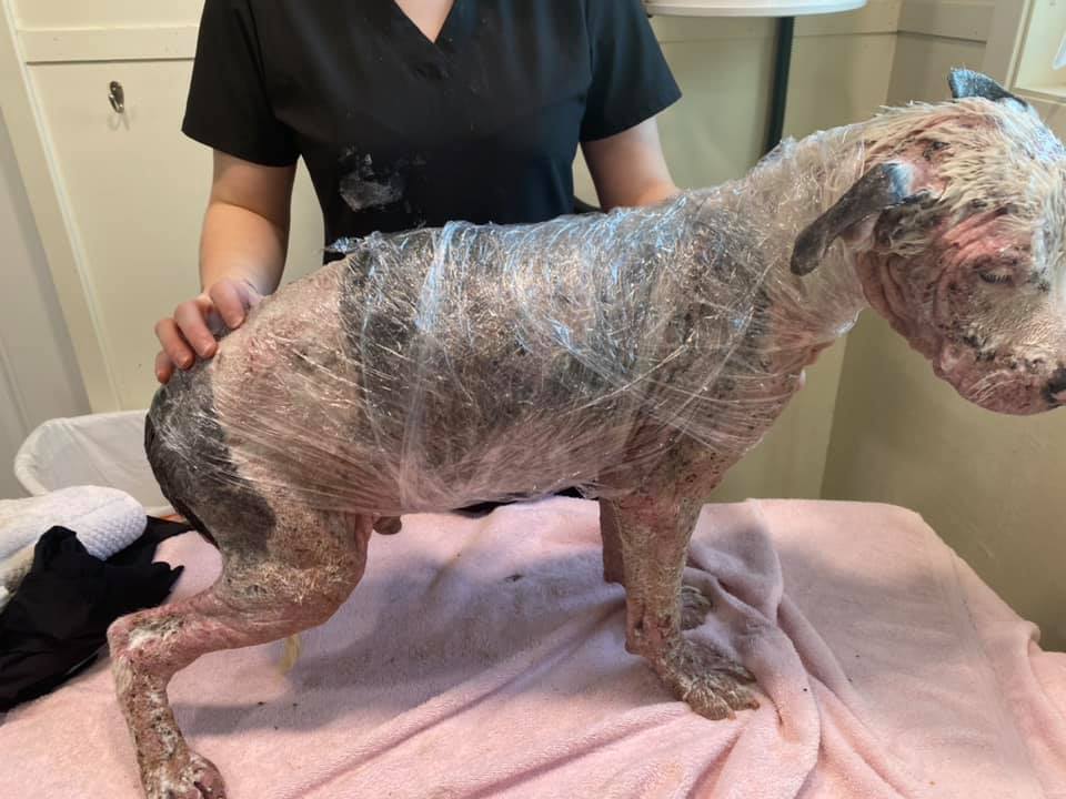 Abandoned, injured, & alone: The heartbreaking rescue of Sinclair