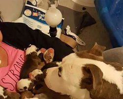 Pitbull gives birth to 11 pups, what she does next made her a viral sensation overnight