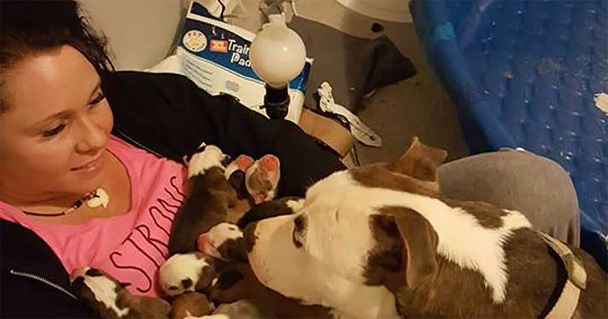 Pitbull gives birth to 11 pups, what she does next made her a viral sensation overnight