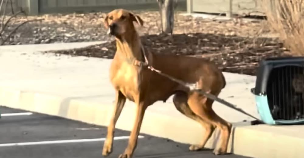 Shelter Finds Mama Dog Abandoned With Puppies Tied to Her