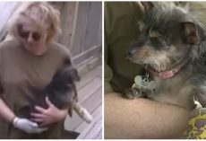 Brave Dog Mom Fights Off ‘Deranged’ Animal Attacking Her Dog In Backyard