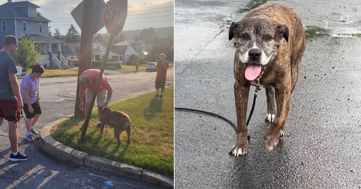 Rescue Dog’s Final Walk Draws Heartfelt Goodbyes From an Entire Town